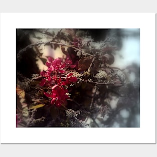 red Malus 'Radiant'  crab apple blossoms #2, focal black & white Posters and Art